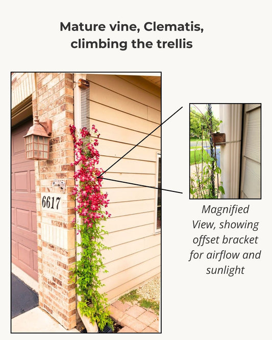 Mature clematis vine climbing the Downspout Trellis mounted on a downspout