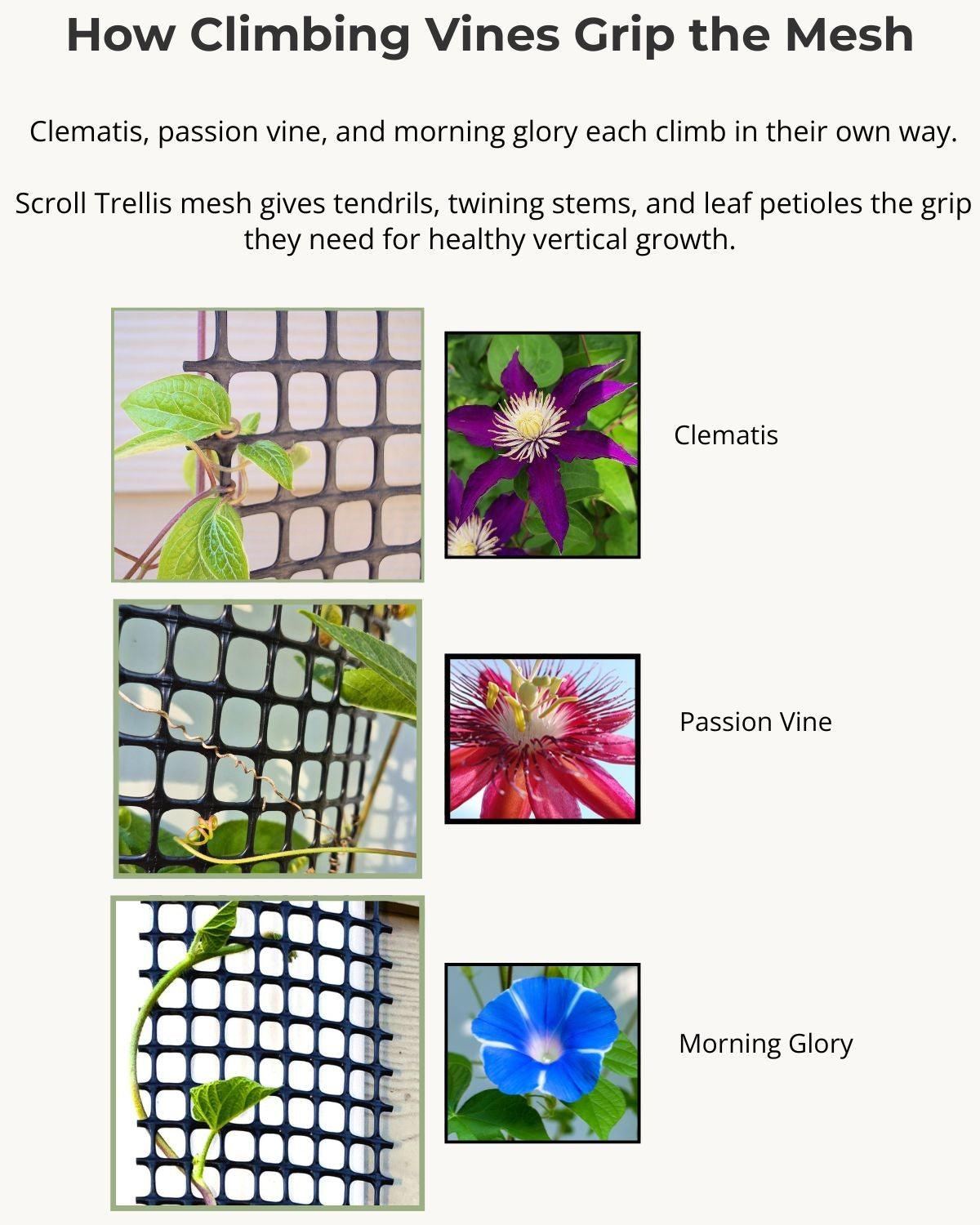 Close-up of UV-resistant HDPE mesh with plant tendrils, leaf stems and twining vine gripping the trellis