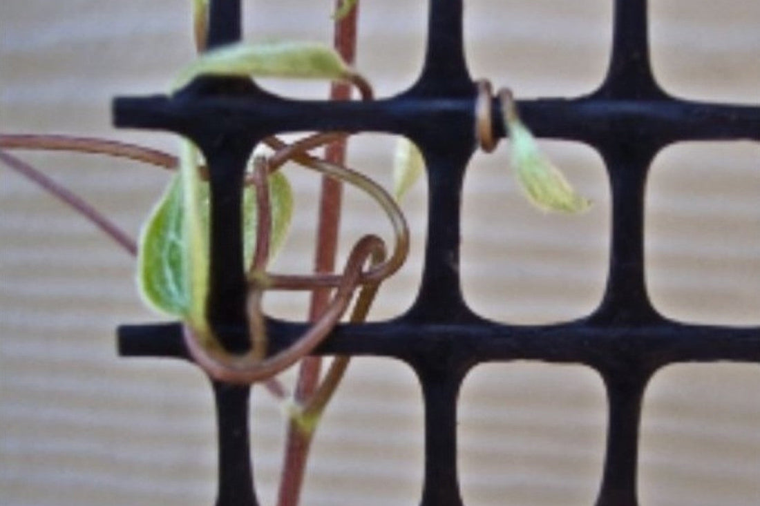 Close-up of a clematis leaf stem wrapped around mesh support showing how clematis climbs.