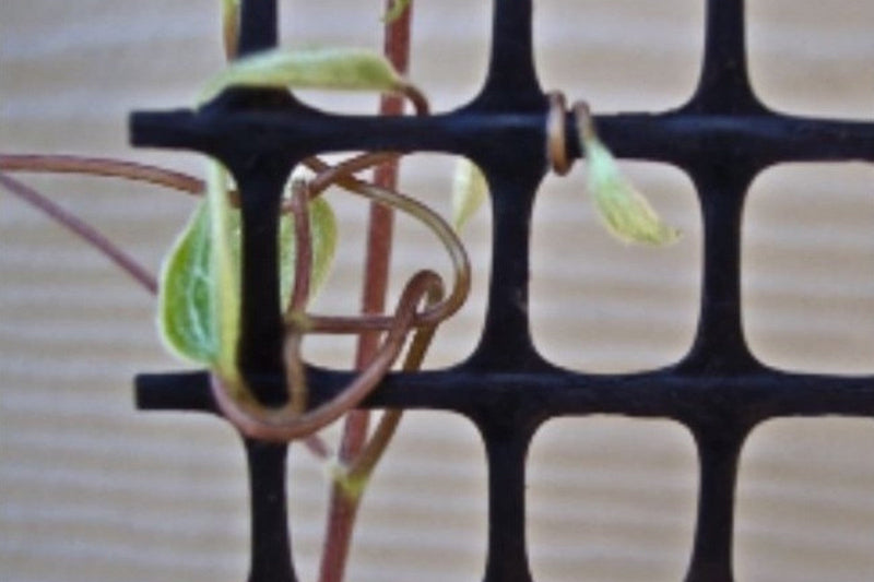 Close-up of a clematis leaf stem wrapped around mesh support showing how clematis climbs.