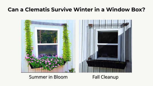 Can a Clematis Survive Winter in a Window Box?
