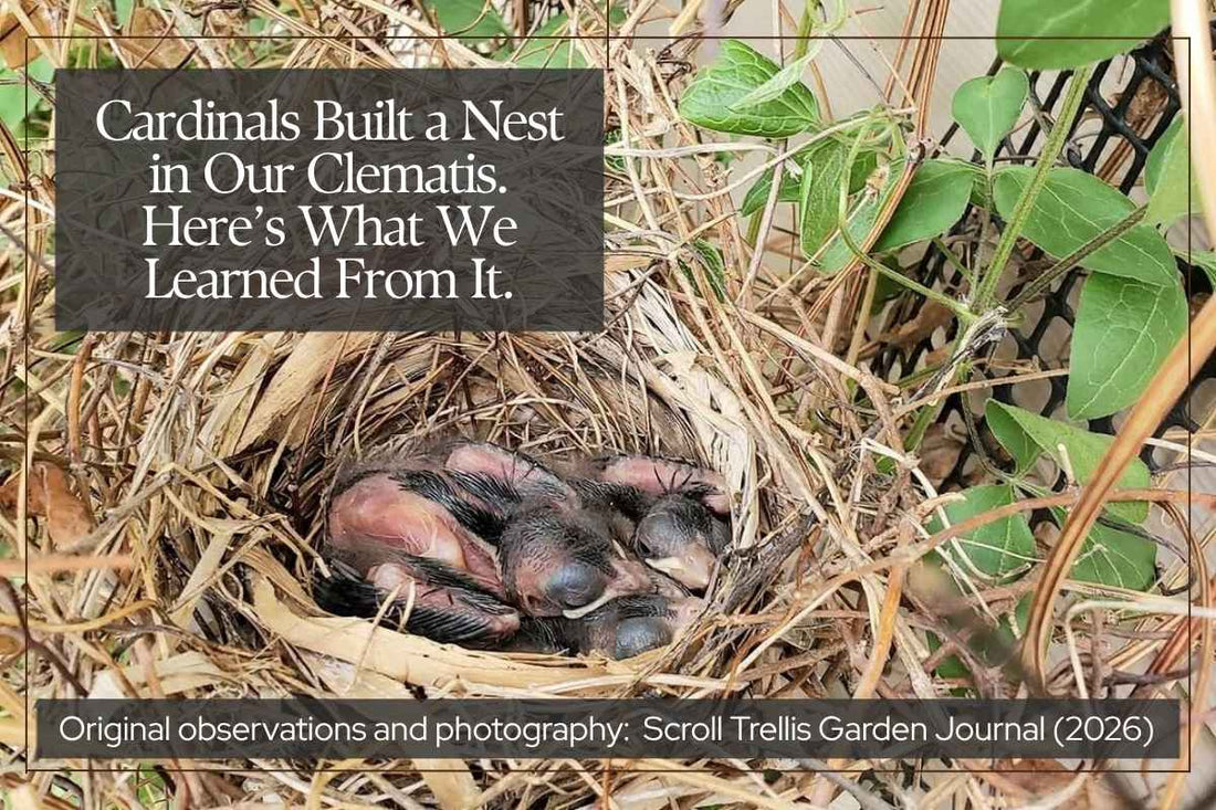 Cardinals Built a Nest in Our Clematis. Here’s What We Learned From It.