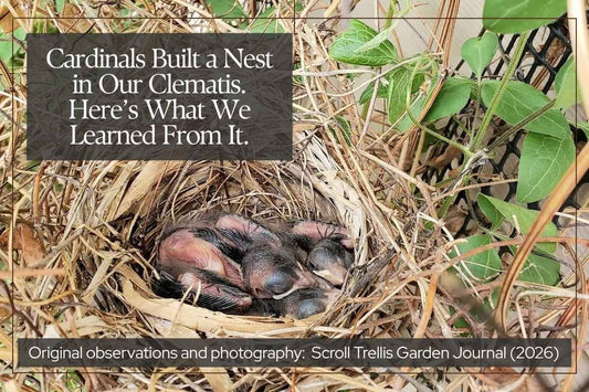 Cardinals Built a Nest in Our Clematis. Here’s What We Learned From It.