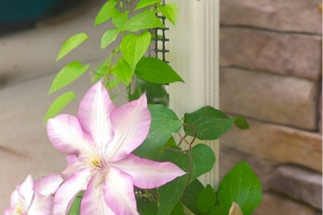 shade-clematis-plants