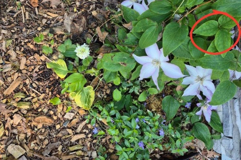 chlorosis-clematis-leaves-yellow
