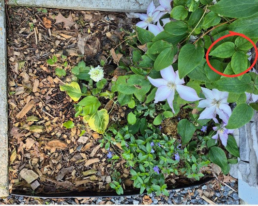 Why Clematis Leaves Turn Yellow or Pale Green Near Foundations