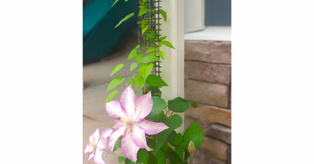 Pink Clematis Morning Star climbing a narrow trellis on a downspout in a north-facing garden with partial shade.