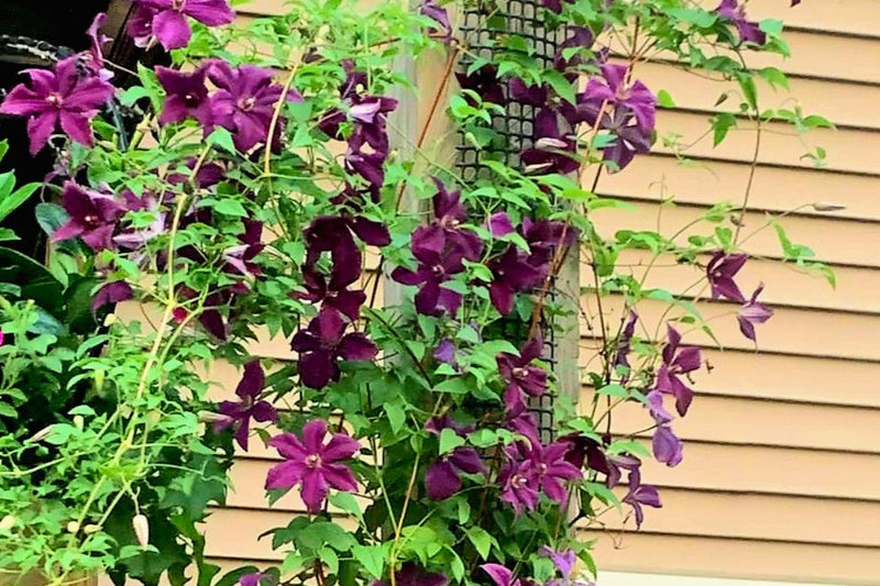 Best Climbing Plants for Small Spaces and Narrow Trellises