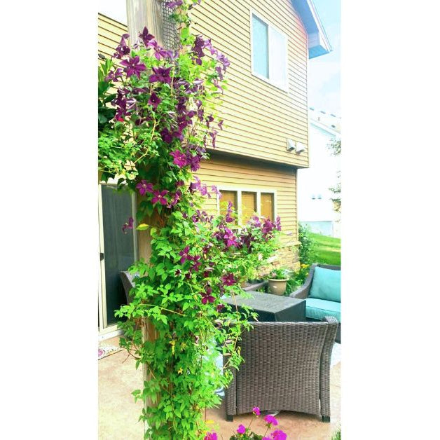 Best Climbing Plants for Small Spaces and Narrow Trellises