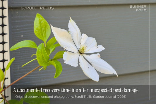 clematis pest damage documented damage and recovery