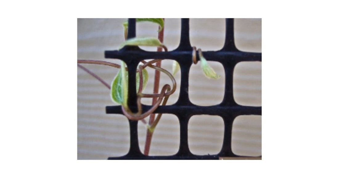 Close-up of a clematis leaf stem wrapped around mesh support showing how clematis climbs.