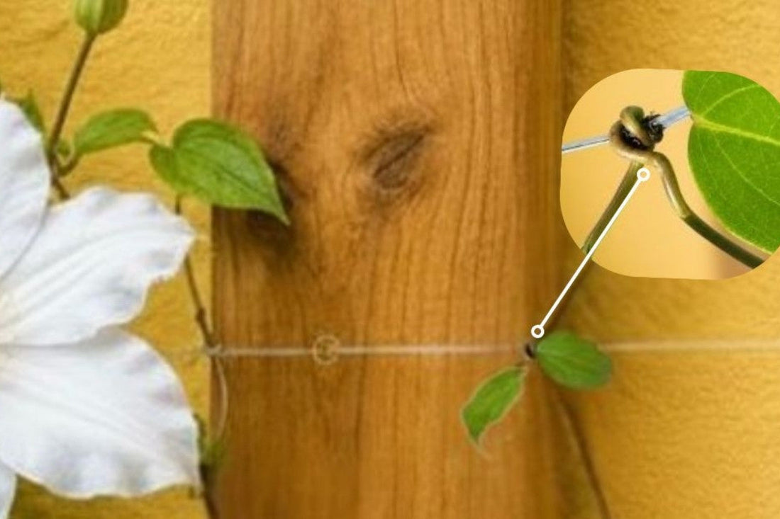 why clemats won't climb wood but will climb with fishing line