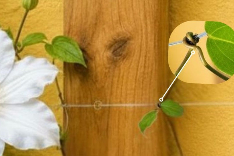why clemats won't climb wood but will climb with fishing line