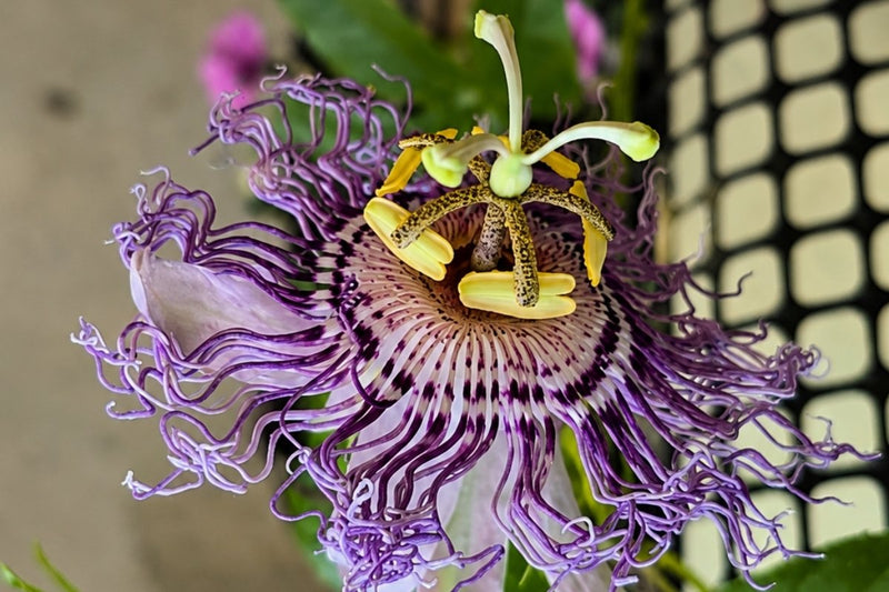 Close-up of a fully open purple passion flower (Passiflora) showing its corona, yellow anthers, and central stigmas during peak bloom on a Scroll Trellis.