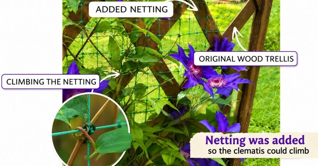 Many gardeners think their clematis is climbing the trellis. Look closer. In this example, netting was added because the wooden trellis was too thick for clematis leaf stems to grip.