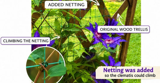 Many gardeners think their clematis is climbing the trellis. Look closer. In this example, netting was added because the wooden trellis was too thick for clematis leaf stems to grip.