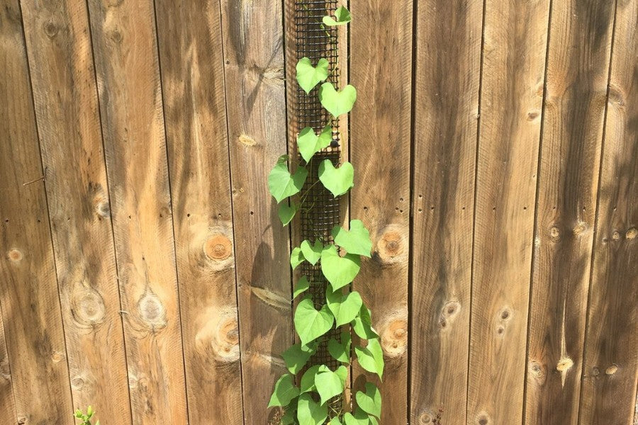 Fence Trellis