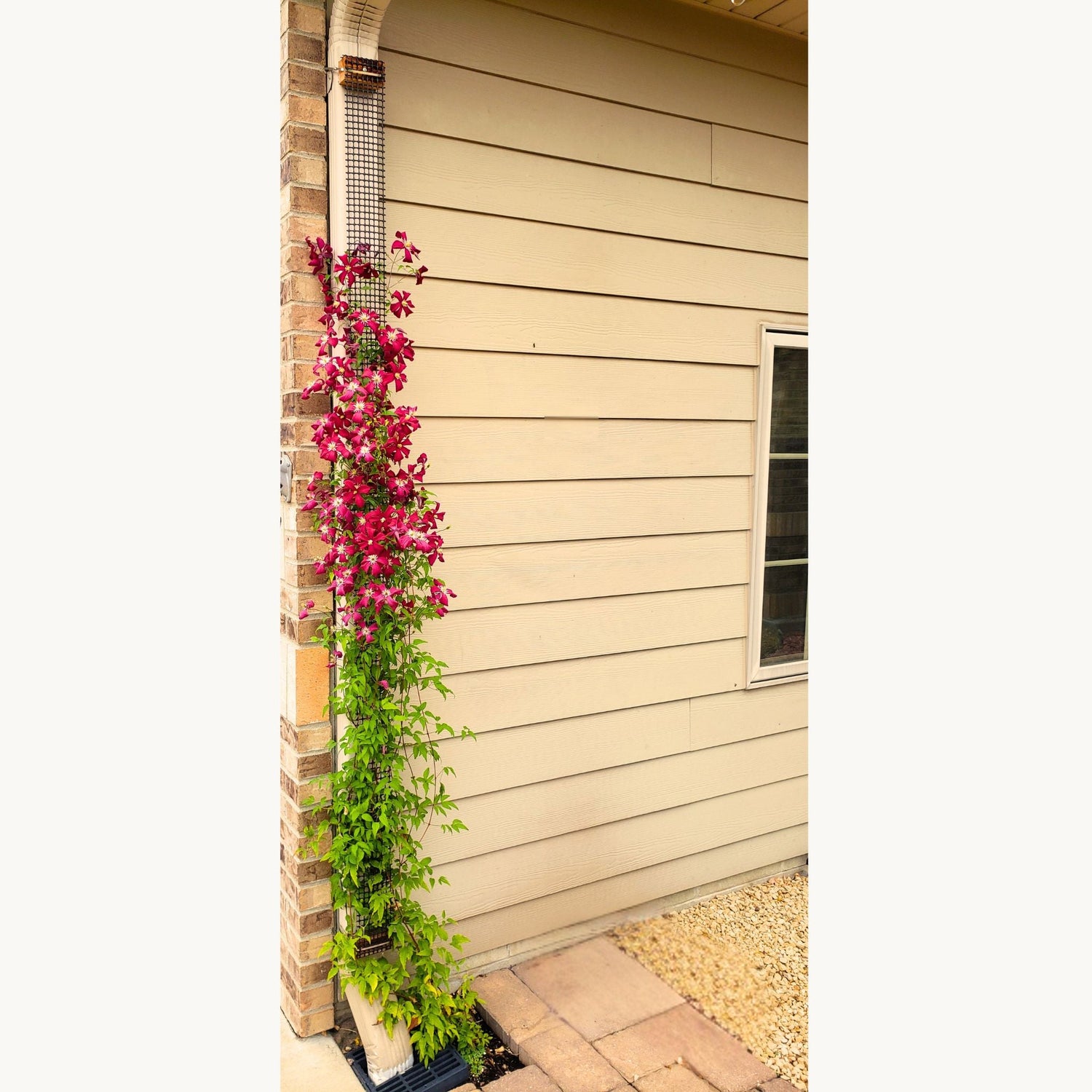 Mesh trellis attached to a downspout to hide the pipe and support a climbing vine