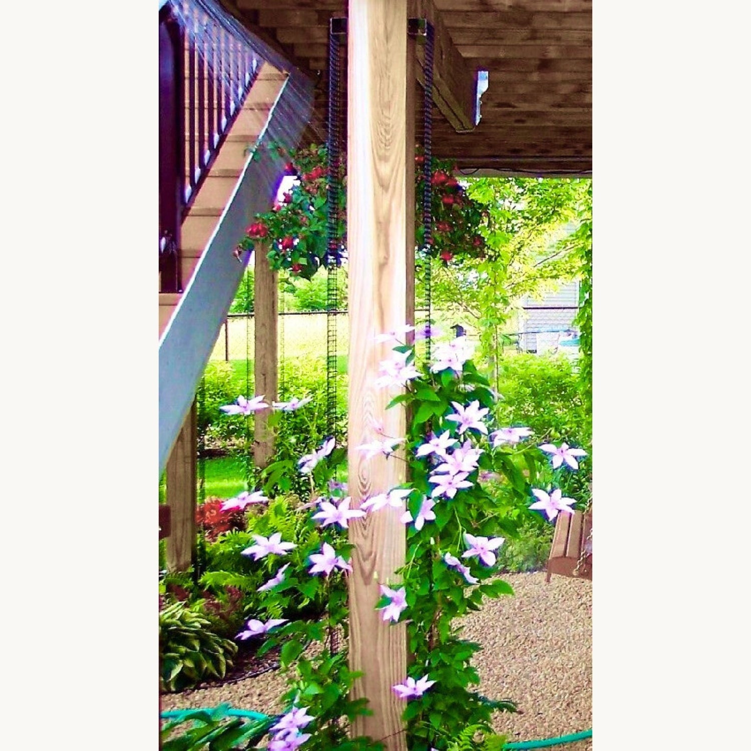 Narrow mesh trellis on a post, supporting clematis where standard trellises don’t fit