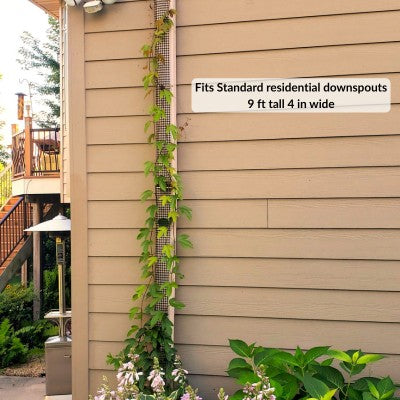Nine-foot-tall, four-inch-wide Scroll Trellis mounted on a standard residential downspout supporting a passion flower vine.