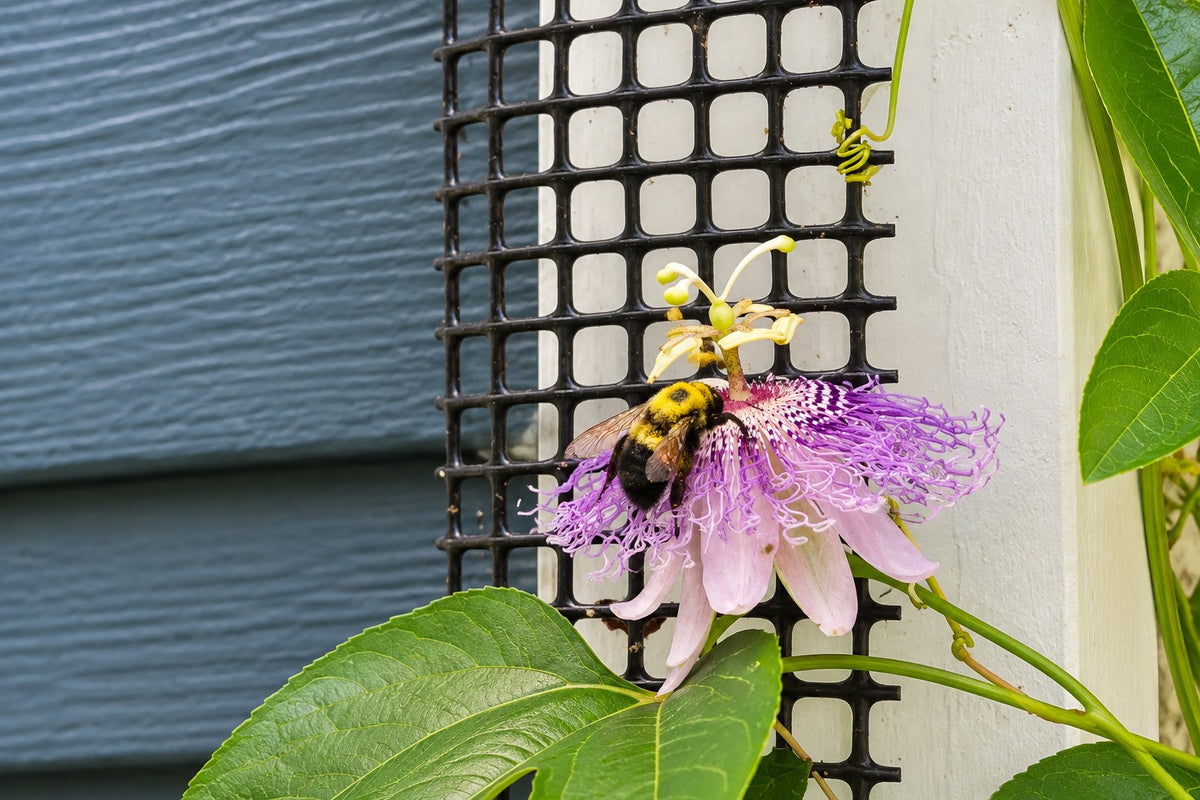A bumblebee perched on a Maypop passionflower, on HDPE Mesh,that is UV resistant