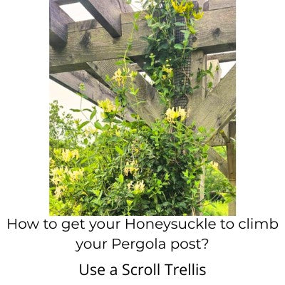Example of Scroll Trellis installed on a pergola with honeysuckle climbing