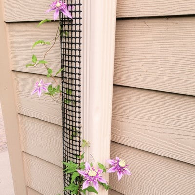 Taiga clematis climbing on a Scroll Trellis downspout trellis mounted to a residential rain gutter.