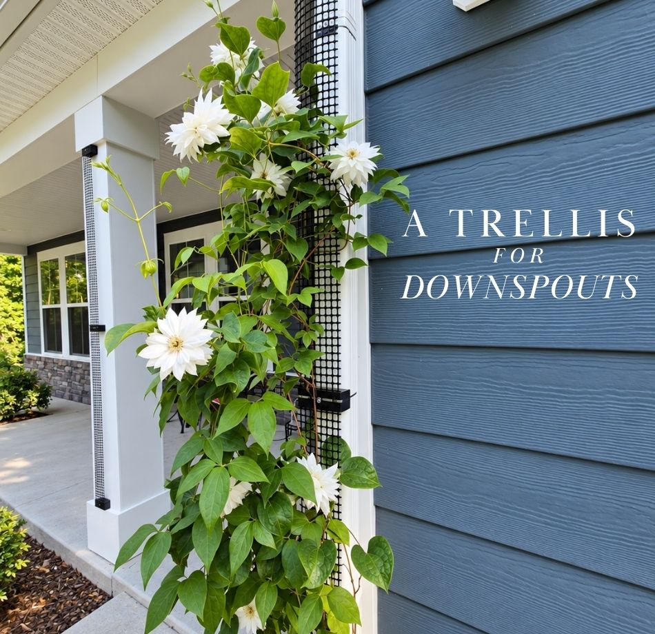 duchess of ediburgh clematis climbing on a Scroll Trellis downspout trellis mounted to a residential rain gutter.