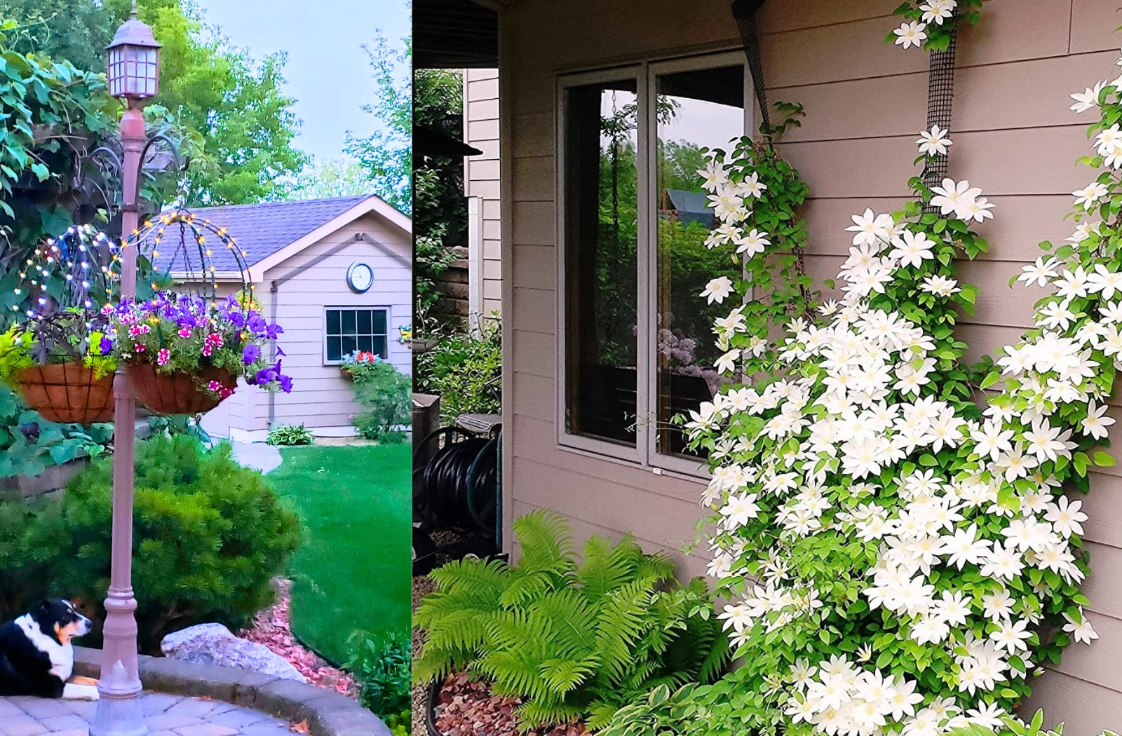 Scroll Trellis® garden scene showing a Solar Dome Trellis with flowering hanging basket and a Narrow Modular Trellis arranged in a fan shape supporting white clematis vines beside a home — Made in Virginia, UV-resistant modular trellis system.”