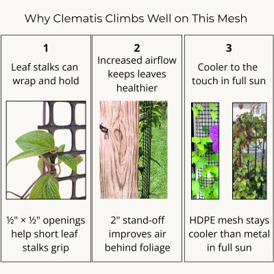 Illustration explaining why clematis climbs well on Scroll Trellis mesh, highlighting leaf petioles, airflow, and mesh design that supports natural climbing.