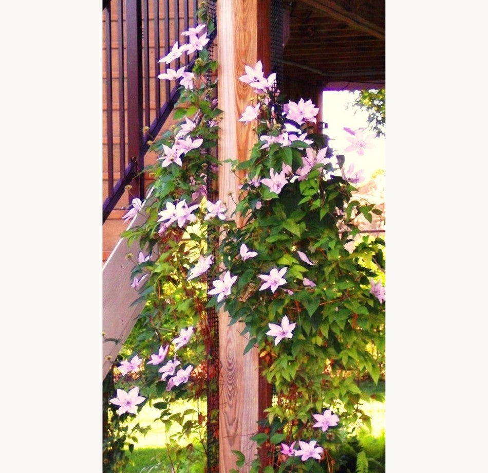 Hagley hygrid clematis climbing a Scroll Trellis mounted to a wooden deck post, demonstrating a narrow mesh trellis for vertical gardening.