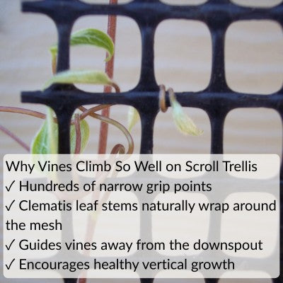 Clematis leaf stems naturally wrapping around Scroll Trellis mesh, demonstrating how climbing plants grip narrow supports.