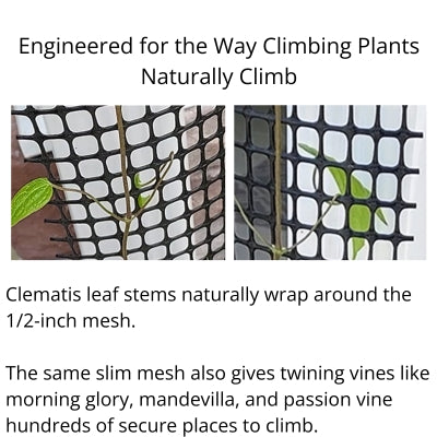 Close-up of clematis leaf stems wrapping around the 1/2-inch mesh of a Scroll Trellis, showing how climbing plants naturally attach to slender supports.