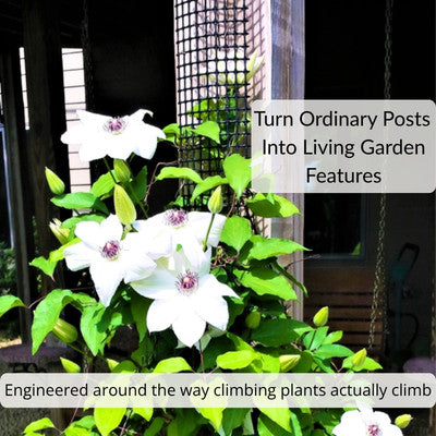 Clematis Miss Bateman climbing a Scroll Trellis mounted on a deck post, showing how the narrow mesh naturally supports climbing plants.