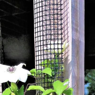 Clematis miss bateman climbing scroll trellis HDPE mesh