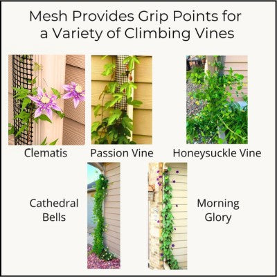 Clematis, passion vine, honeysuckle, cathedral bells, and morning glory growing on Scroll Trellis mesh.