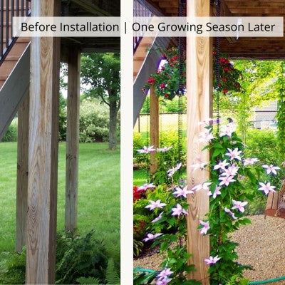 Before and after comparison showing a deck post transformed with a Scroll Trellis and a flowering clematis hagley hybrid after one growing season.