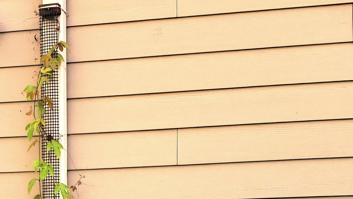 9 ft mesh trellis mounted onto a downspout, guiding a passion vine in a narrow outdoor space