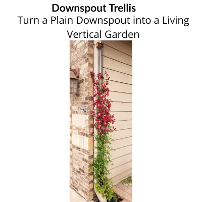 Blooming Clematis Madame Julia Correvon climbing a Scroll Trellis Downspout Trellis, transforming a plain rain gutter downspout into a living vertical garden.