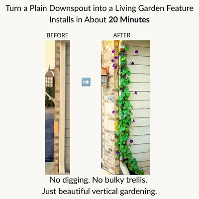 Before and after showing a plain residential downspout transformed with a Scroll Trellis and flowering morning glory vine.