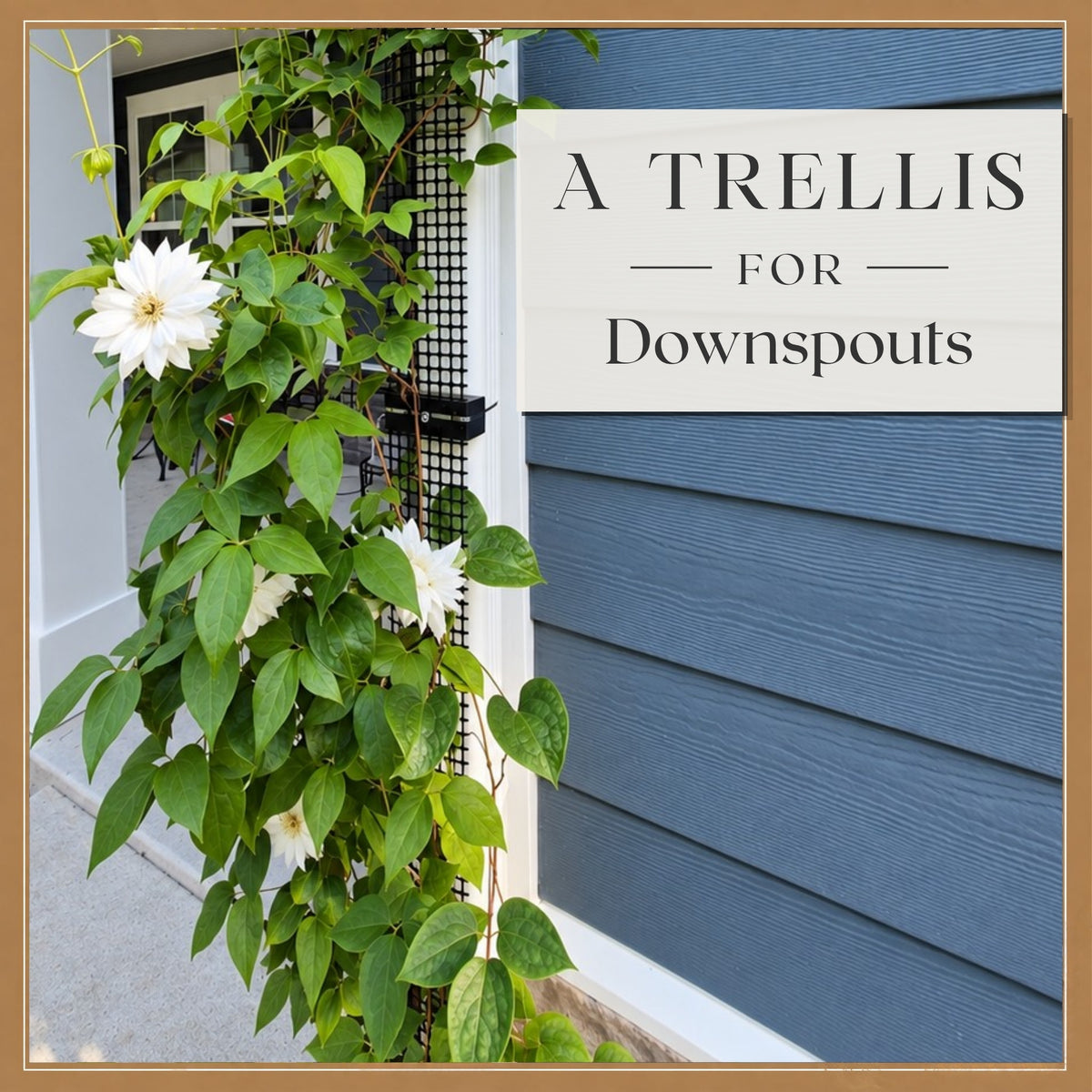 downspout trellis suppporting duchess of edinburgh clematis on a residential house