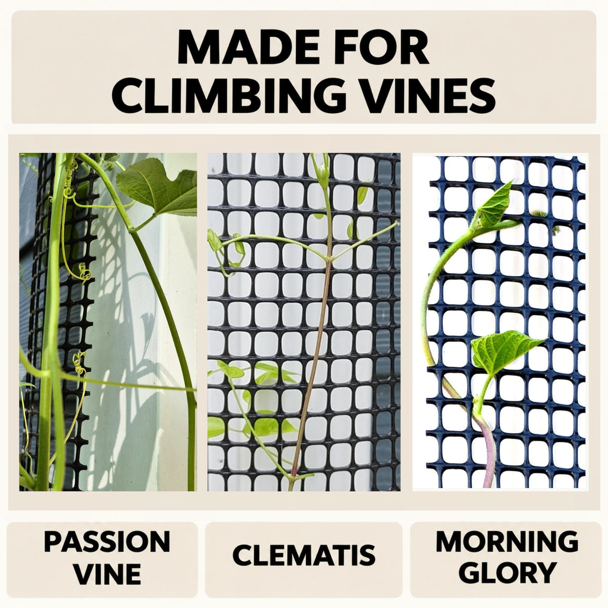 Clematis, passion vine and morning glory climbing the black trellis with half-inch mesh openings.