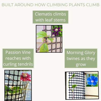 Illustration showing how clematis, morning glory, and passion vine naturally climb the Scroll Trellis mesh.