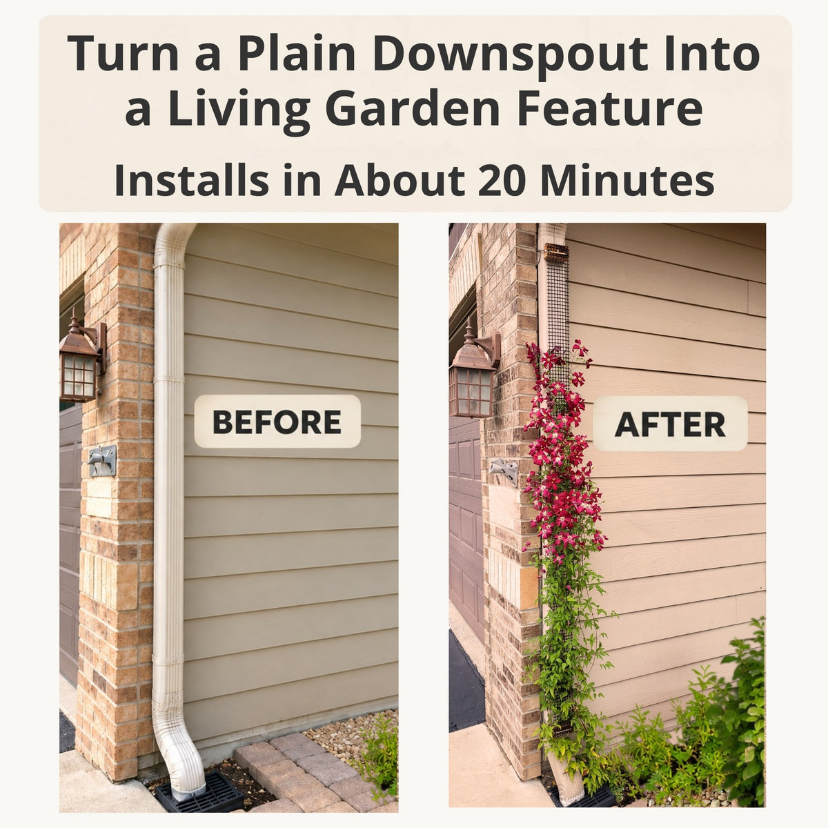 Before-and-after view of a plain downspout transformed with a narrow black trellis and flowering climbingClematis 'Madame Julia Correvon'