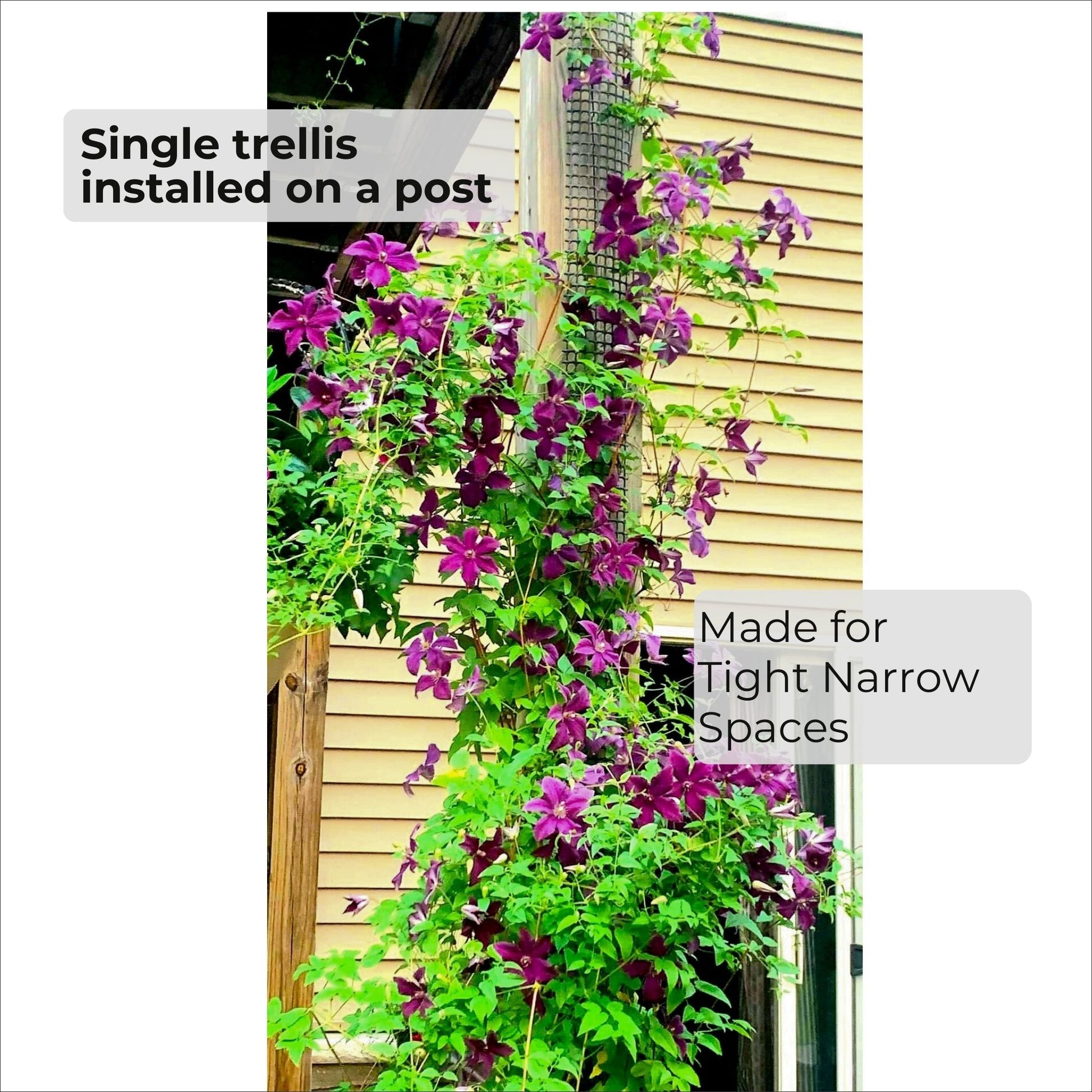 Single narrow trellis installed on a post showing a vertical climbing vine in a tight space