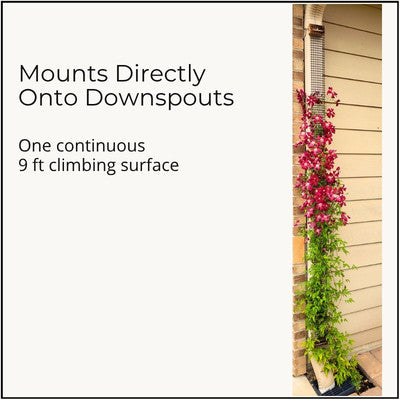 One-piece Scroll Trellis mounted directly to a residential downspout, creating one continuous nine-foot climbing surface to support clematis madame julia correvon