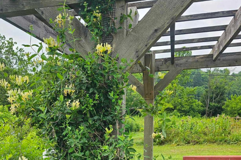 Honeysuckle climbing a HDPE Mesh Trellis mounted onto a wooden pergola post.