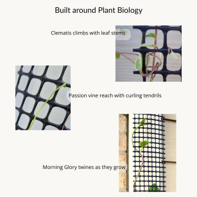 Plant biology showing how clematis leaf stems, passion vine tendrils, and morning glory twining stems climb Scroll Trellis mesh.