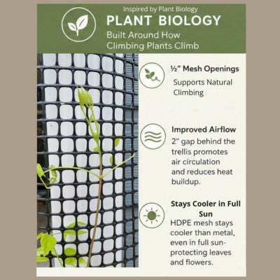 Plant biology illustration showing how Scroll Trellis mesh supports natural climbing, airflow, and healthy vine growth.