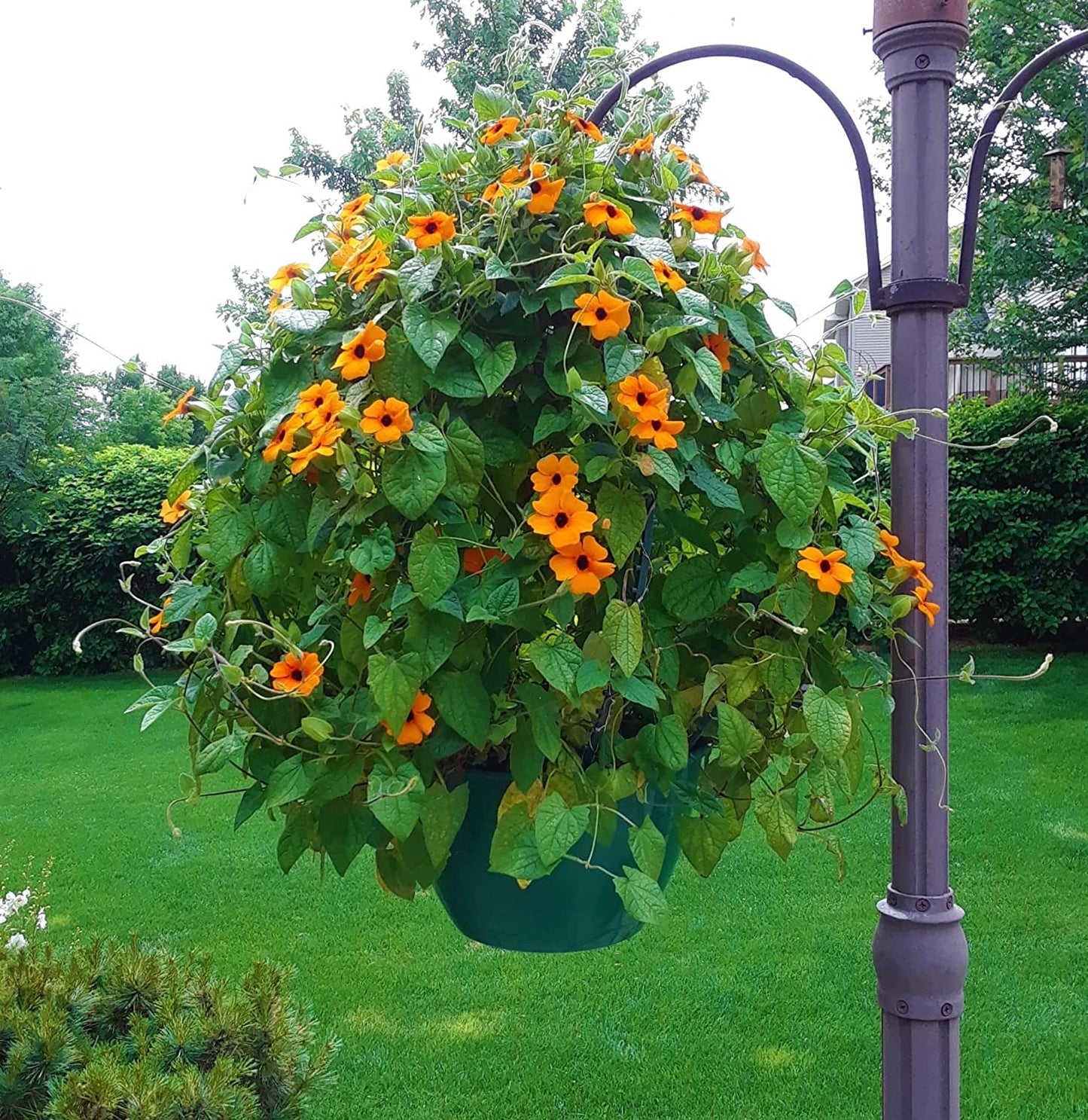 Scroll Trellis® Dome Trellis for Hanging Baskets | Vertical Plant Support